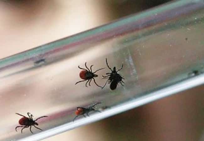 Клещевые инфекции