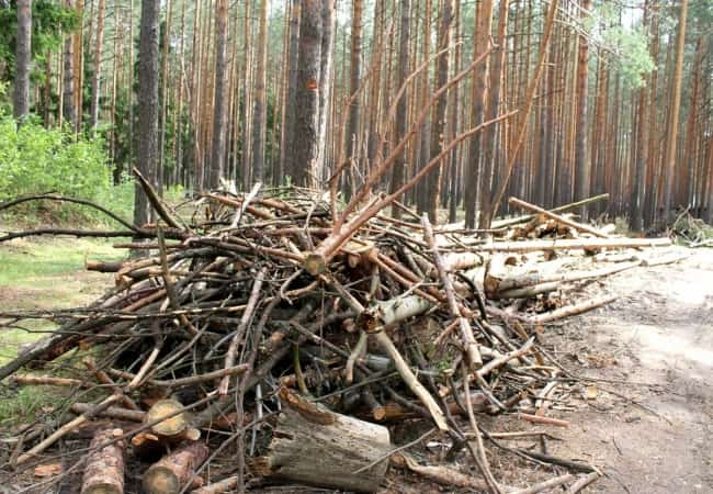 Приглашаем всех желающих принять участие в массовой акции по сбору валежника