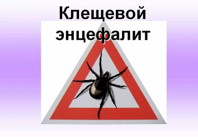 Горячая линия по профилактике клещевого энцефалита работает с 1 по 15 мая