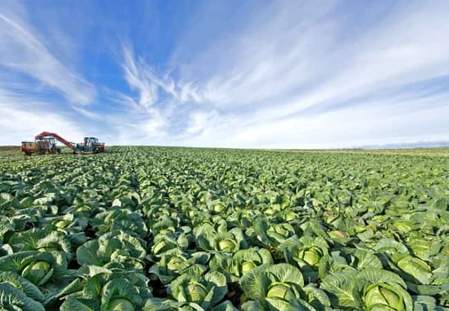 Ведущее хозяйство наращивает объемы производства