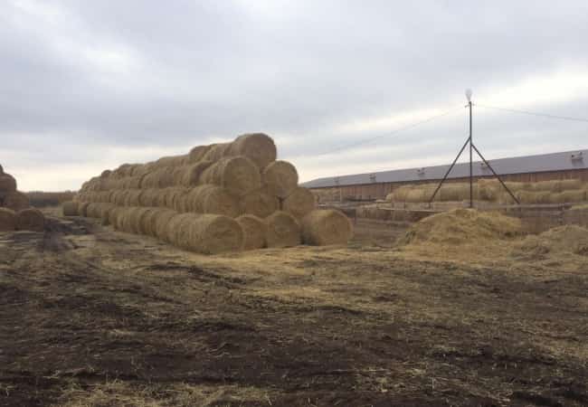 Активная подготовка к проведению зимовки скота
