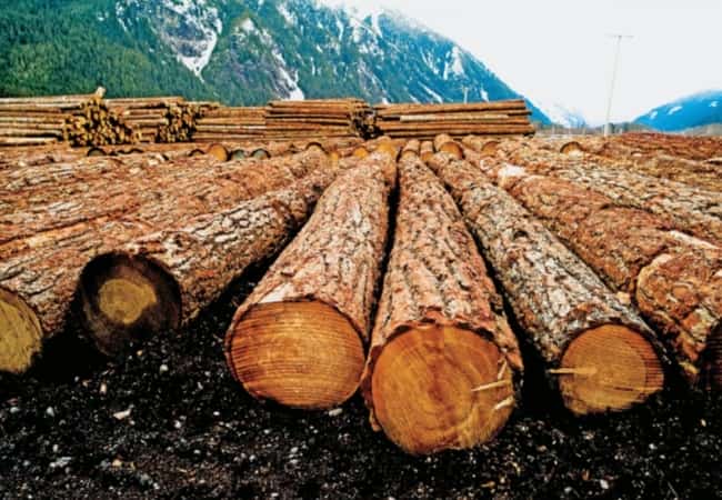 Информационное сообщение №40 (К) о продаже древесины