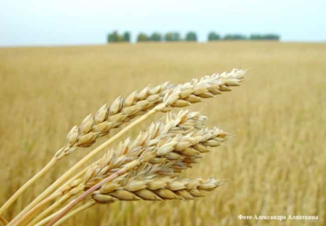 Департамент АПК Курганской области проводит "День открытых дверей"