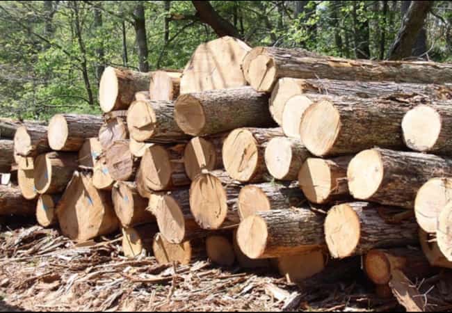 Информационное сообщение №47 (К) о продаже древесины