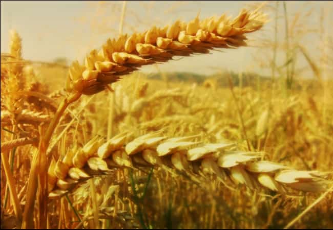 Уважаемые труженики сельского хозяйства и перерабатывающей промышленности!