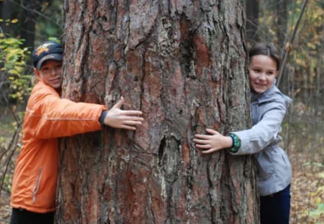 Памятник живой природы