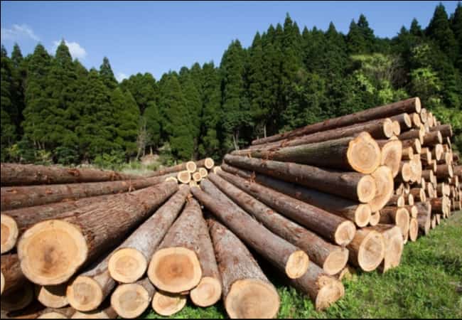 Информационное сообщение №51 (К) о продаже древесины