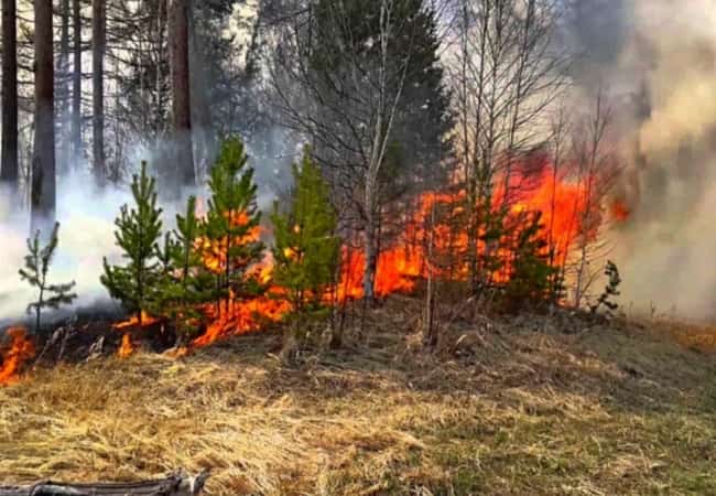 Предупреждение о чрезвычайной пожарной опасности (5-й класс горимости леса).