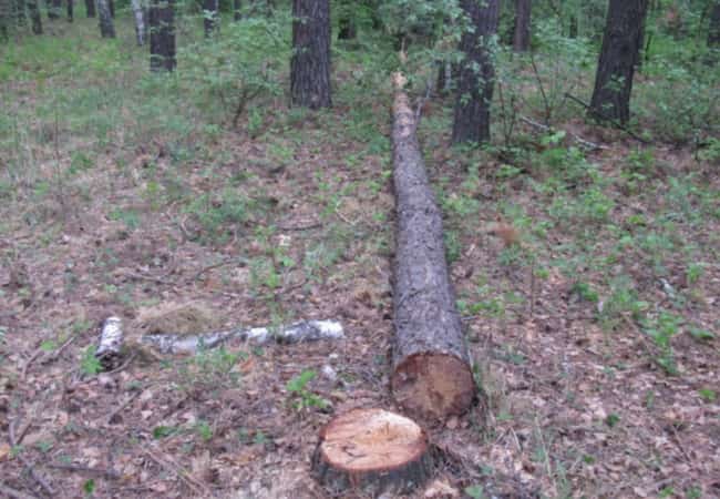 Житель Кетовского района подозревается в незаконной рубке лесных насаждений