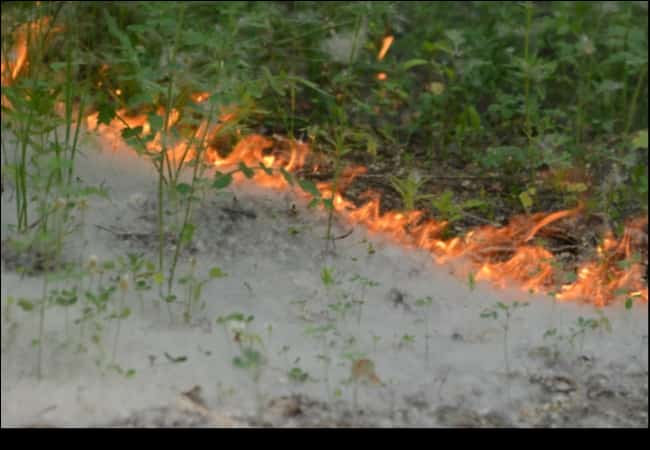 Профилактика возгорания тополиного пуха
