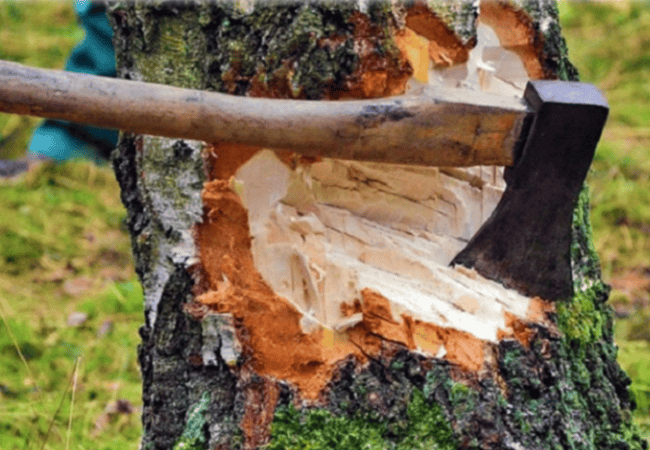 Незаконная рубка лесных насаждений