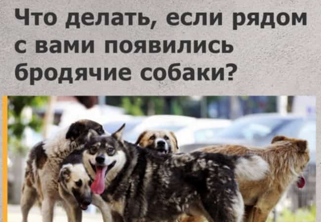 Что делать, если рядом с Вами появились бродячие собаки.