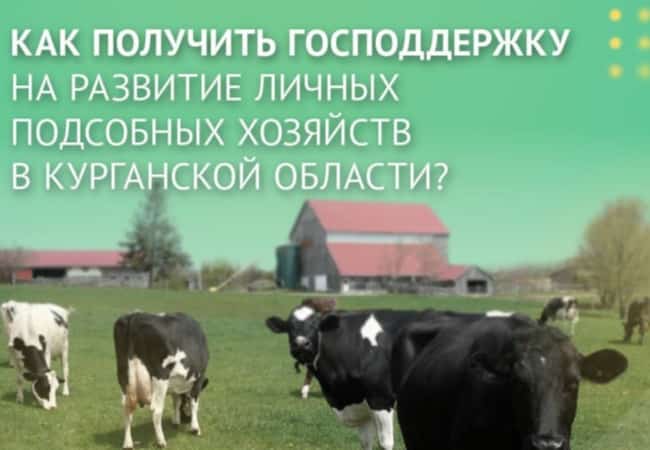 Как получить господдержку на развитие личных подсобных хозяйств в Курганской области