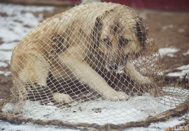 Отлов и содержание безнадзорных животных