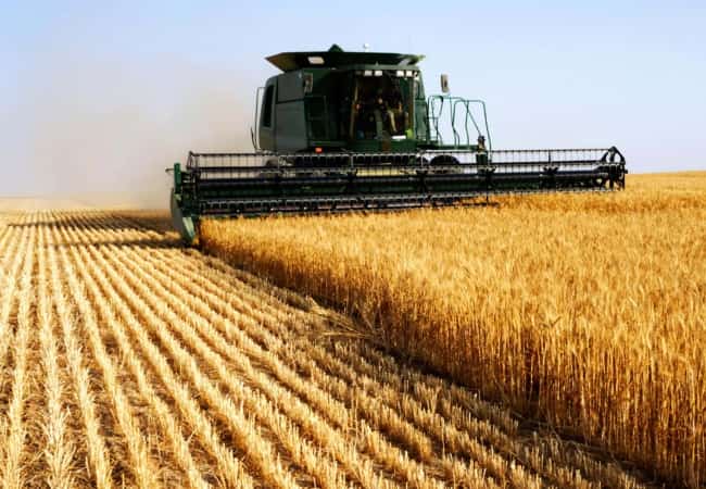 Убрана треть посеянных площадей