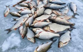 Курганские рыбаки промышленным способом выловили 217 тонн рыбы