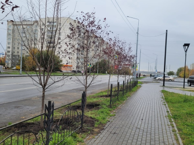 Улицу Мальцева украсит черемуха