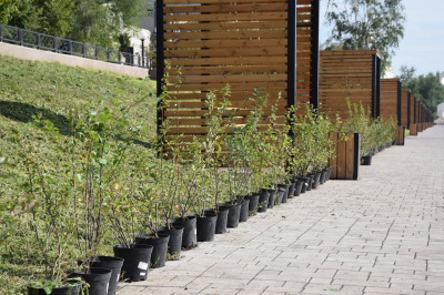 На набережной Кургана высаживают кизильник