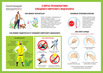 Осторожно, клещи! Как защититься от клещевого вирусного энцефалита