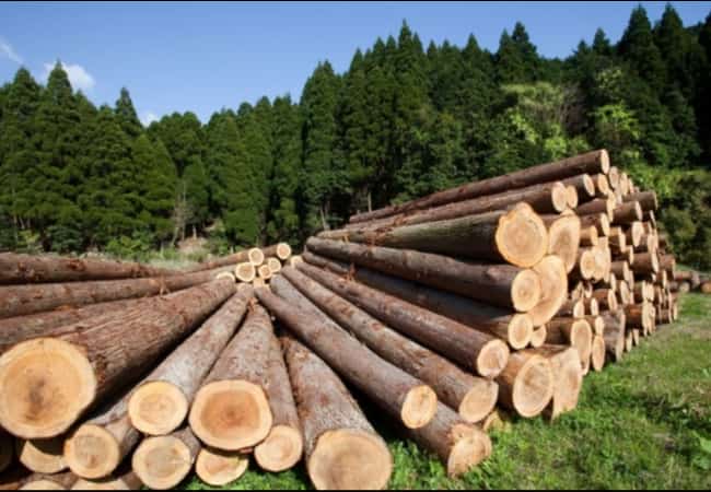 Предоставление леса на корню, пиломатериала, домокомплекта для индивидуального строительства