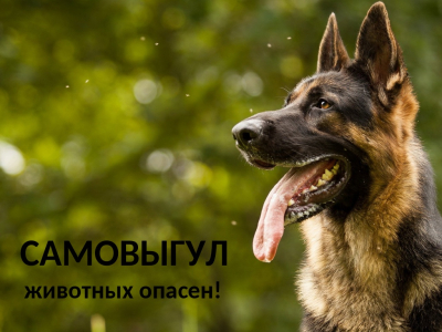 Самовыгул животных опасен!