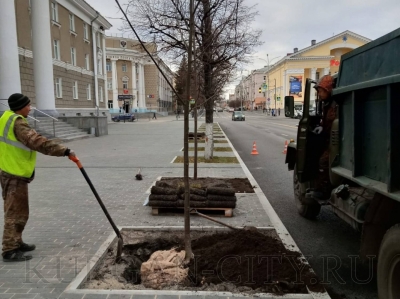 На центральных улицах города высаживают деревья