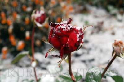 Внимание: заморозки!