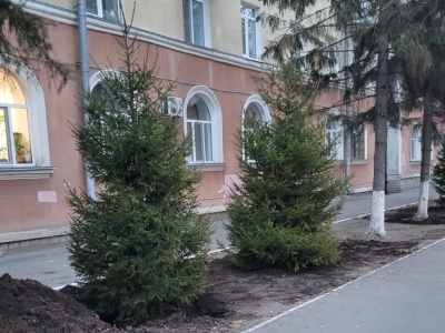 На улицах Кургана высаживают деревья-крупномеры