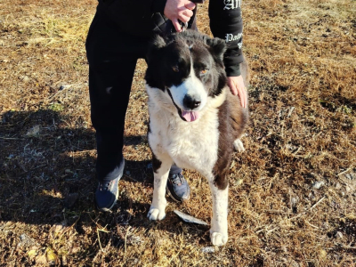 Берта из муниципального приюта нашла новую семью