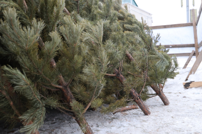 Как правильно утилизировать ёлки