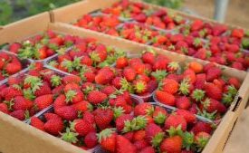 В Россию через Петуховский пункт пропуска привезли около 500 тонн импортных овощей и фруктов