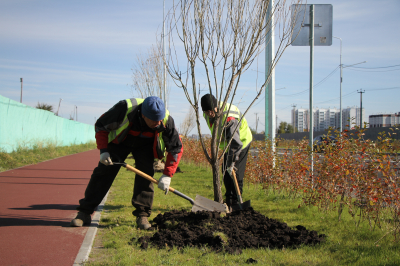 На улице Алексеева высадили деревья