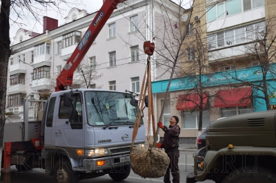 На центральных улицах города высаживают новые деревья взамен аварийных