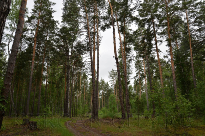 В Кургане продлен запрет на посещение лесов