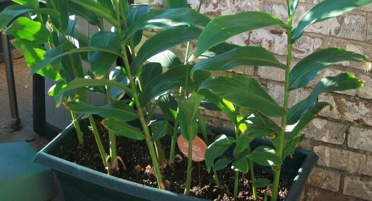 Как вырастить имбирь дома: пошаговое руководство для успешного урожая