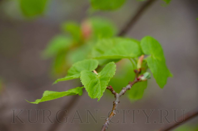 В парке в 4-ом микрорайоне Заозерного появилась аллея лип пограничников