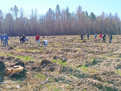 Восстанавливаем городские леса