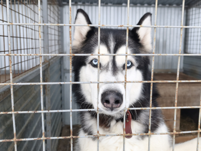Домашние животные — ответственность хозяев