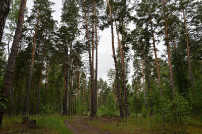 В Кургане продлен запрет на посещение лесов