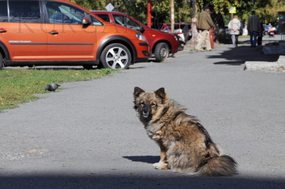 Владельцев собак просят не выпускать животных для самовольного выгула