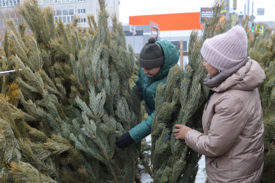 Где купить новогоднюю елку? В Кургане начали работу елочные базары