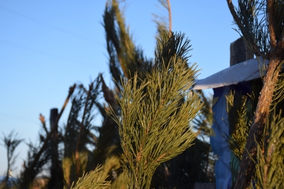 Об утилизации новогодних ёлок