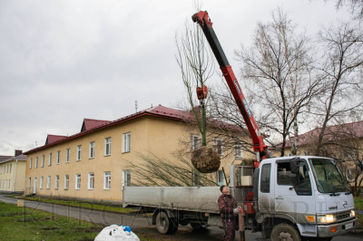 Тополя, березы, ивы. На улицах города высаживают новые деревья