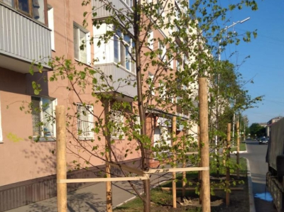 В городе продолжается озеленительная кампания