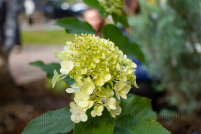 Зеленый уголок появился в сквере по ул.Кирова